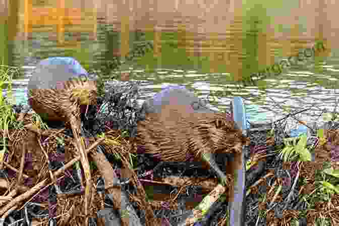 A Close Up Of A Beaver Constructing Its Dam, Surrounded By Lush Vegetation. Beneath The Surface: A Natural History Of A Fisherman S Lake