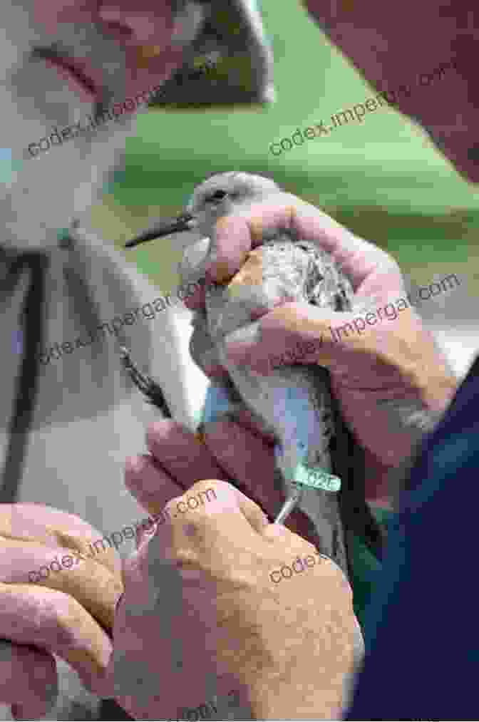 A Conservationist Banding A Bird Birds Of Maryland Delaware And The District Of Columbia