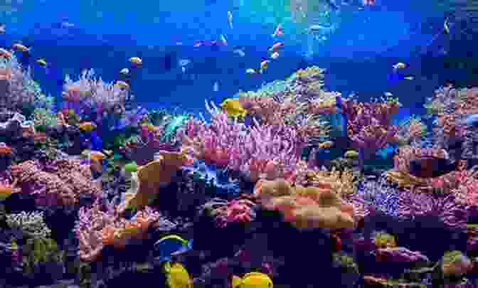 A Diver Exploring A Vibrant Coral Reef Amidst A School Of Colorful Fish Marine Park: Stories Mark Chiusano