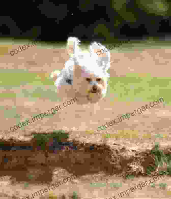 A Dog Leaping In The Air With Its Owner Flying Dogs Bruce A Bastien