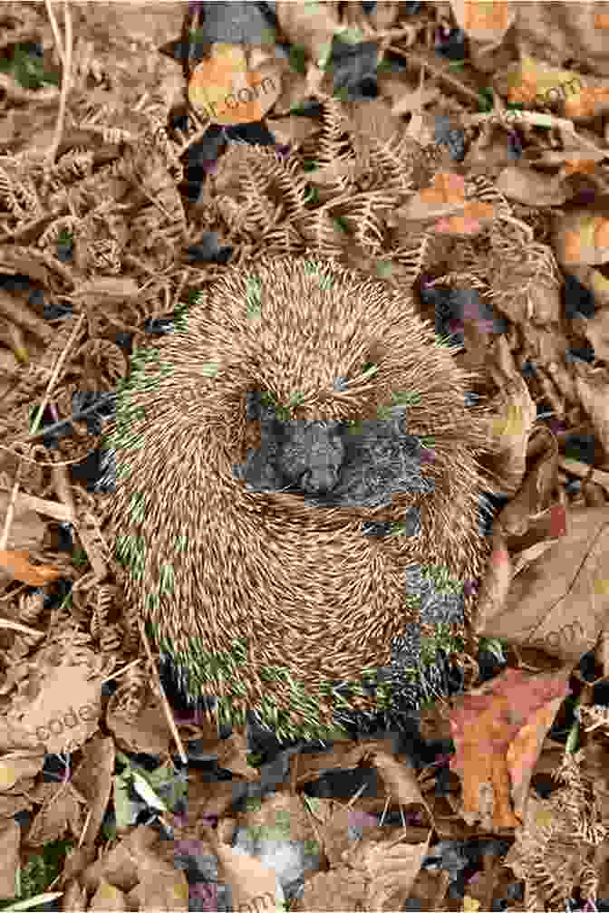 A Forlorn Hedgehog Curled Up On A Leaf Covered Forest Floor, Its Eyes Closed As If In Despair Justice For Hedgehogs Ronald Dworkin