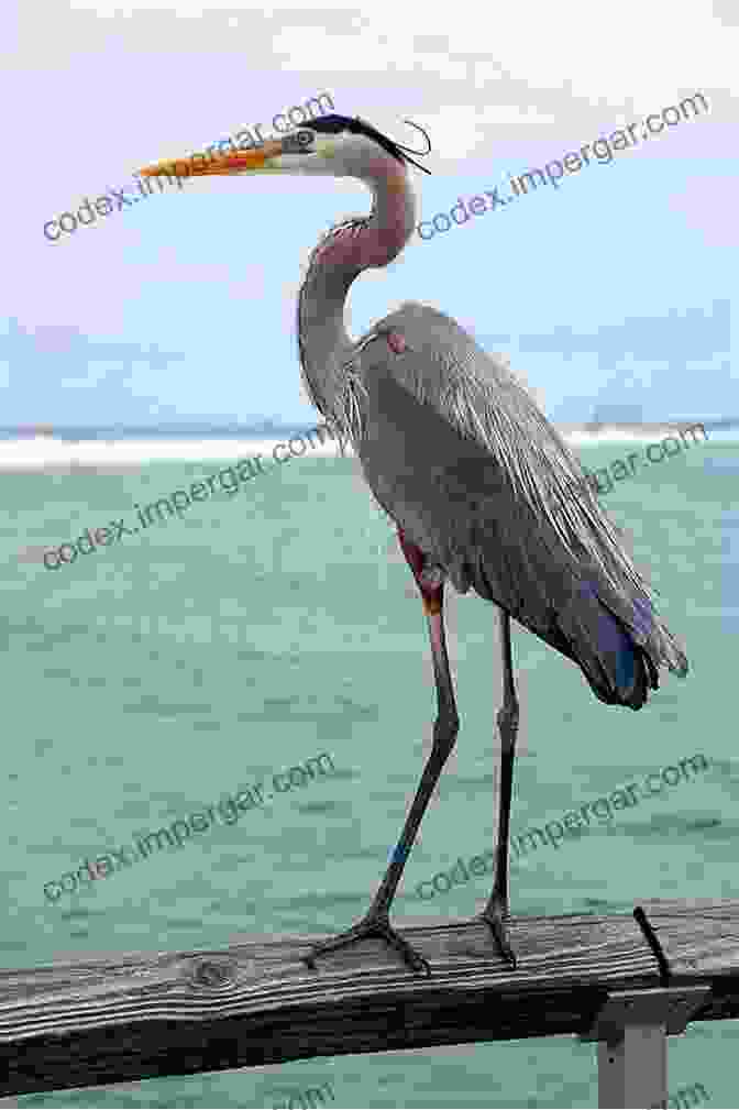 A Great Blue Heron Stands Tall Amidst The Marsh Grasses, Its Piercing Gaze Scanning The Waters For Prey. Porcher S Creek: Lives Between The Tides