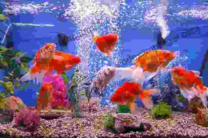 A Group Of Goldfish Swimming In A Tank, With Various Facts About Goldfish Displayed In Text Around Them. The Truth About Goldfish: Discover The Answers To Goldfish Success