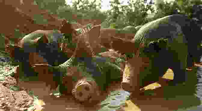 A Group Of Pigs Wallowing In The Mud The Joy Of Keeping Farm Animals: Raising Chickens Goats Pigs Sheep And Cows (Joy Of Series)