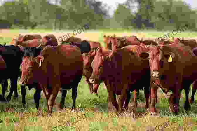 A Herd Of Cows Grazing In A Pasture The Joy Of Keeping Farm Animals: Raising Chickens Goats Pigs Sheep And Cows (Joy Of Series)