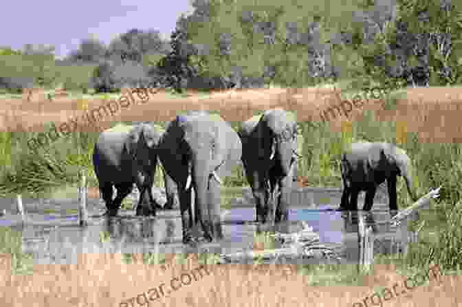 A Herd Of Elephants Crosses A River In The Okavango Delta. The Wildlife Of Southern Africa: A Field Guide To The Animals And Plants Of The Region