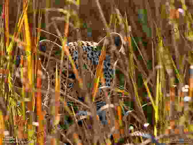 A Leopard Stalks Its Prey Through The Forests Of The Congo Basin. The Wildlife Of Southern Africa: A Field Guide To The Animals And Plants Of The Region