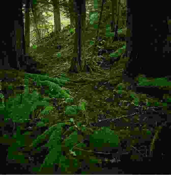 A Lush And Verdant Forest, Showcasing The Remarkable Regenerative Abilities Of Trees In The Aftermath Of Disturbance The Long Long Life Of Trees