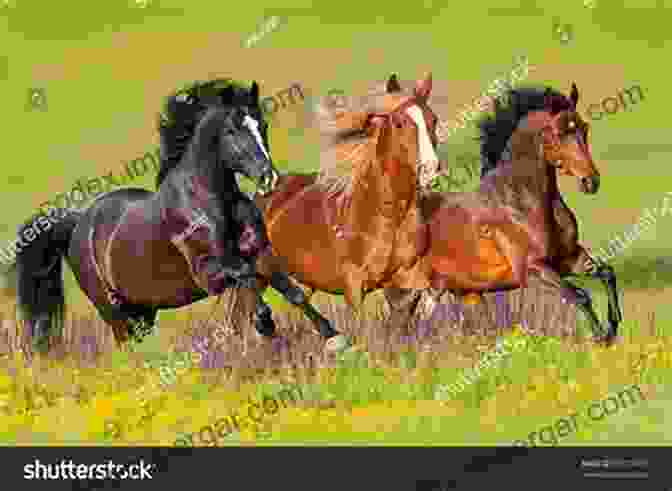 A Majestic Horse Galloping Through A Meadow The Joy Of Keeping Farm Animals: Raising Chickens Goats Pigs Sheep And Cows (Joy Of Series)