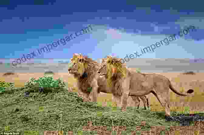 A Majestic Lion Surveys Its Territory In The Serengeti Savanna. The Wildlife Of Southern Africa: A Field Guide To The Animals And Plants Of The Region