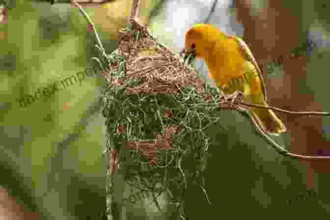 A Pair Of Songbirds Building Their Nest In The Branches Of A Tree North On The Wing: Travels With The Songbird Migration Of Spring