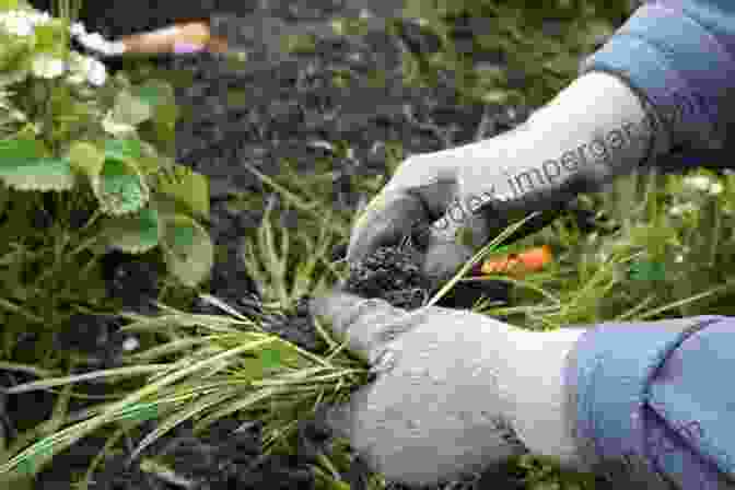 A Person Removing Weeds From A Garden Bed Pruning Training And Tidying: Bob S Basics