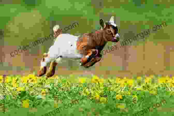 A Playful Goat Leaping In A Field The Joy Of Keeping Farm Animals: Raising Chickens Goats Pigs Sheep And Cows (Joy Of Series)