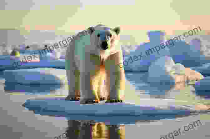 A Solitary Polar Bear Stands On An Ice Floe, Its Gaze Lost In The Vast Expanse Of The Arctic Sad Animal Facts Brooke Barker