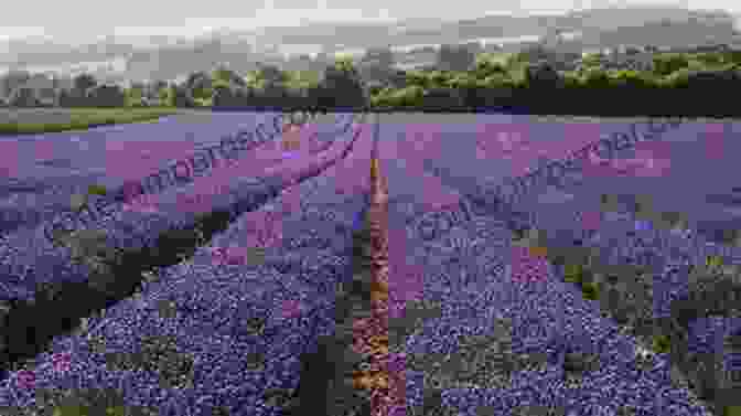 A Sprawling Field Of Lavender Blossoms, Releasing A Tranquil Fragrance START YOUR OWN LAVENDER BUSINESS: 2 In 1 Guide Growing And Selling Lavender For Profit +100 Crafts Handmade Gifts And Natural Remedies