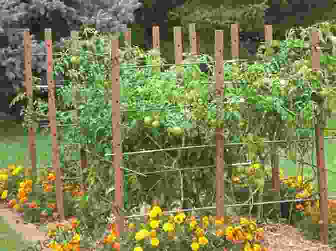 A Tomato Plant Being Trained To Grow On A Trellis Pruning Training And Tidying: Bob S Basics