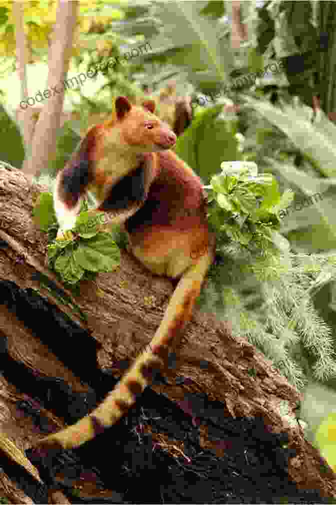 A Tree Kangaroo Leaping Through The Rainforest Canopy Ecology Of Indonesian Papua Part Two (Ecology Of Indonesia 6)