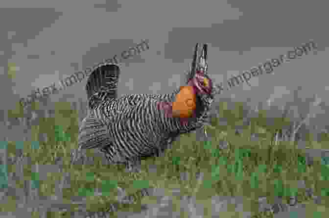 A Vast Expanse Of Prairie Habitat, Home To Endangered Species Like The Greater Prairie Chicken. Wild And Rare: Tracking Endangered Species In The Upper Midwest