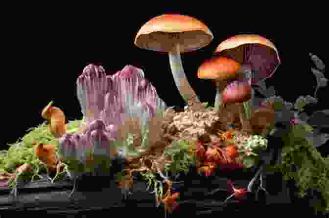 A Vibrant Tapestry Of Mushroom Species, Showcasing Their Diverse Shapes, Colors, And Textures. Mushrooms: How To Grow Them A Practical Treatise On Mushroom Culture For Profit And Pleasure