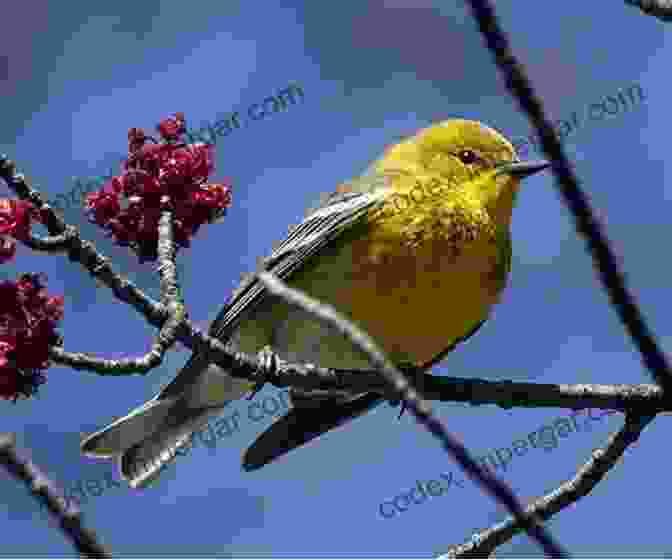 A Vibrant Warbler Perched On A Branch Birds Of Maryland Delaware And The District Of Columbia