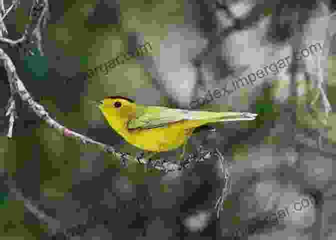 A Vibrant Warbler Soaring Through The Azure Sky North On The Wing: Travels With The Songbird Migration Of Spring