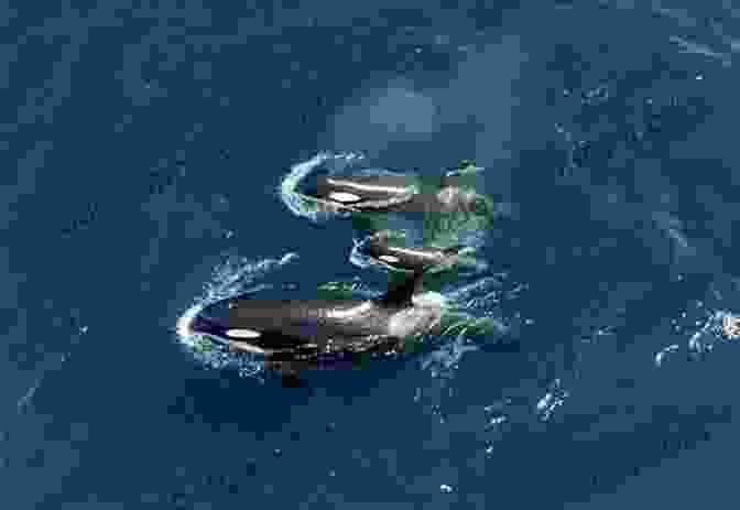 Aerial View Of A Pod Of Orcas Swimming In The Salish Sea Views Of The Salish Sea: One Hundred And Fifty Years Of Change Around The Strait Of Georgia