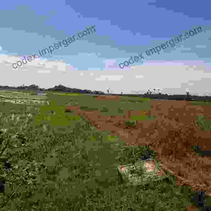 An Abandoned Rice Field, A Reminder Of Porcher Creek's Agricultural Past. Porcher S Creek: Lives Between The Tides