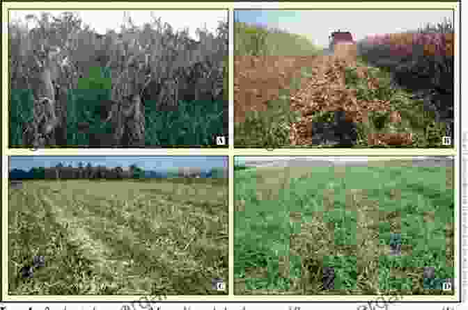 Benefits Of Centrosema In Tropical Pastures The Role Of Centrosema Desmodium And Stylosanthes In Improving Tropical Pastures