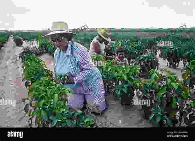 Black And White Photograph Of Farmers Harvesting Crops In Hatch Valley, New Mexico. Hatch Valley (Images Of America)