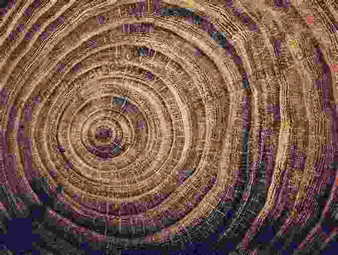 Close Up Of Tree Rings, Revealing The Passage Of Time And The Tree's Growth History The Long Long Life Of Trees