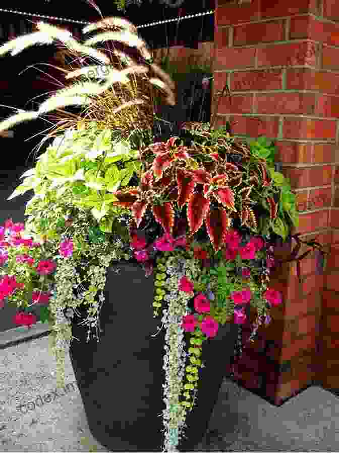 Coffee Plants Thriving In Pots On A Sunny Patio, Surrounded By Vibrant Flowers. Grow Your Own Caffeine: The Story Of How I Learned To Grow Tea And Coffee In My Home Garden