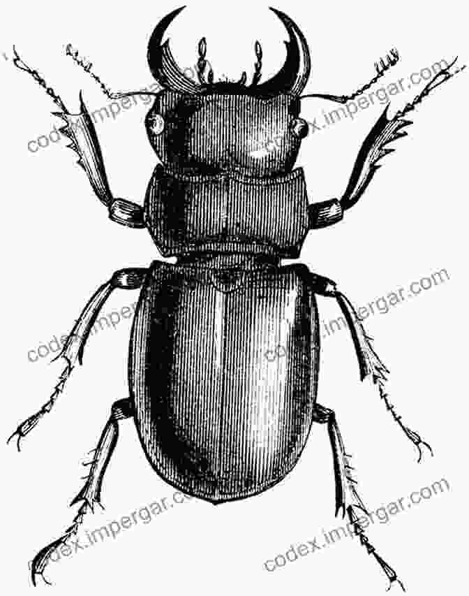 Detailed Morphological Illustration Of A Longhorn Beetle Australian Longhorn Beetles (Coleoptera: Cerambycidae) Volume 1: And Subfamily Lamiinae (Australian Longhorn Beetles Series)