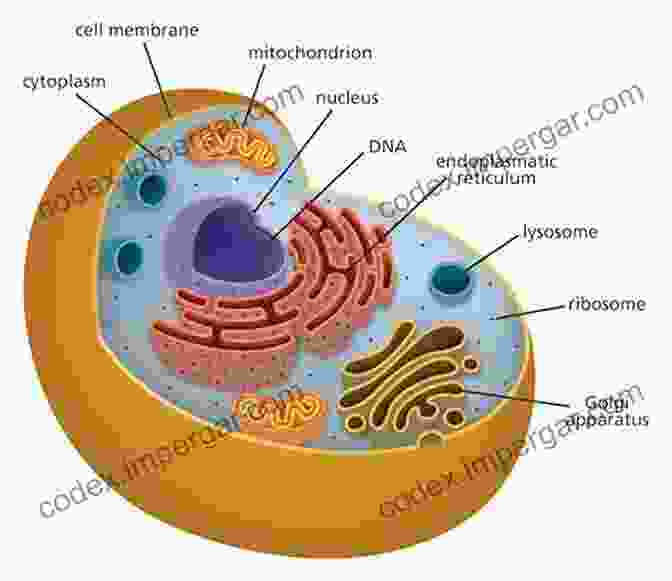 Diagram Of A Typical Animal Cell Life Itself: Exploring The Realm Of The Living Cell