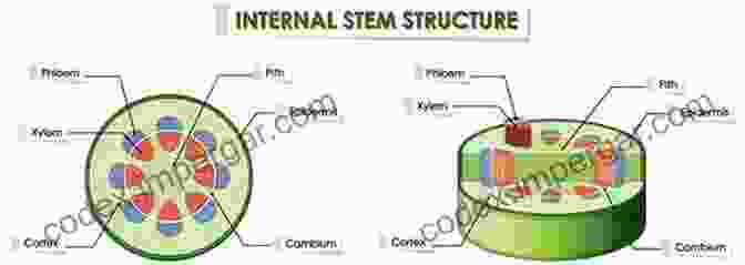 Diagram Of Plant Stem Anatomy The Plant Stem: A Microscopic Aspect