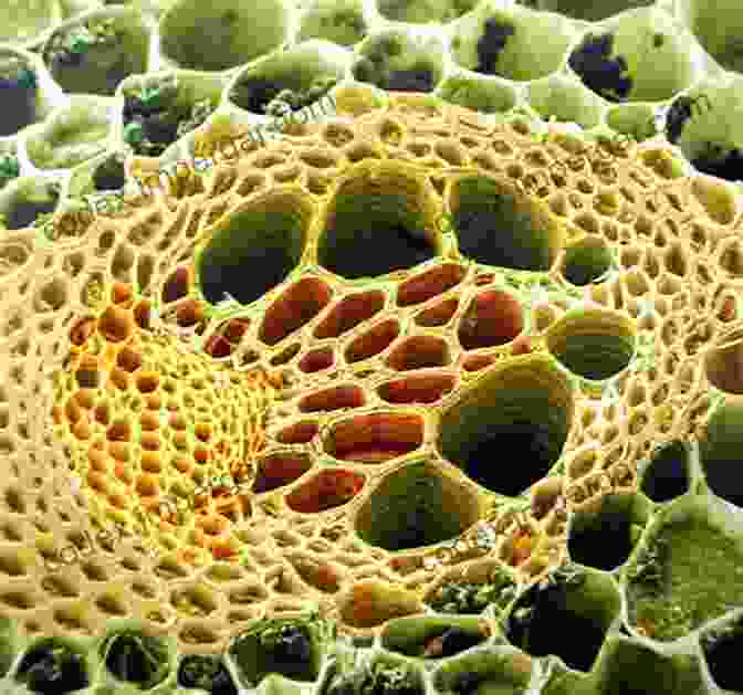 Electron Microscope Image Of A Plant Stem The Plant Stem: A Microscopic Aspect