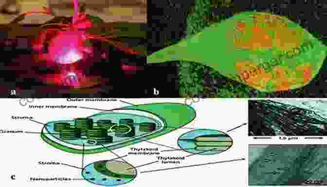 Enhanced Photosynthesis With QFI Technology QUANTUM FIELD INTERFACE TECHNOLOGY: Feeding The World: Part 1