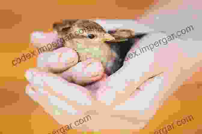 Image Of A Person Handling A Bird Concise Textbook Of Small Animal Handling: A Practical Handbook