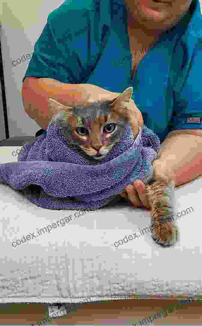 Image Of A Veterinarian Handling A Cat Concise Textbook Of Small Animal Handling: A Practical Handbook