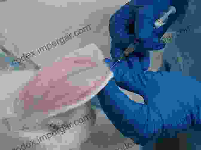 Image Of A Veterinarian Performing A Blood Draw On A Rabbit Concise Textbook Of Small Animal Handling: A Practical Handbook