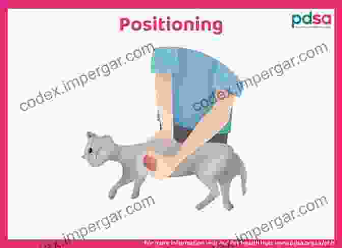 Image Of A Veterinarian Performing CPR On A Cat Concise Textbook Of Small Animal Handling: A Practical Handbook