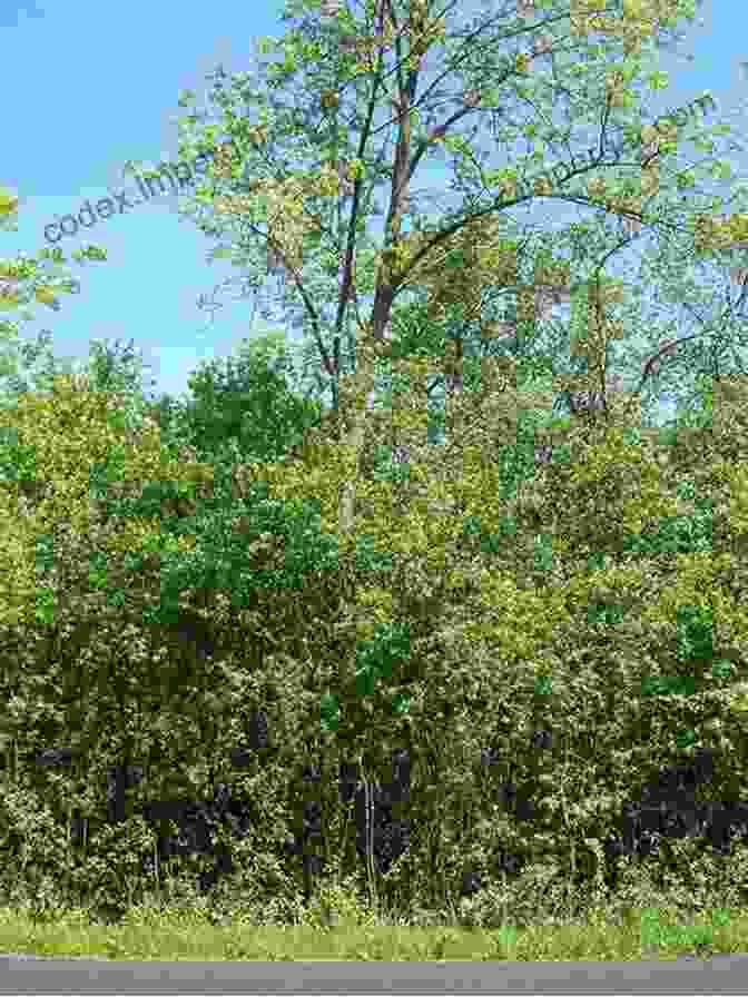 Invasive Buckthorn Encroaching On Native Forest Habitat, Threatening Endangered Species. Wild And Rare: Tracking Endangered Species In The Upper Midwest