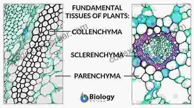 Microscopic Image Of Parenchyma Cells The Plant Stem: A Microscopic Aspect