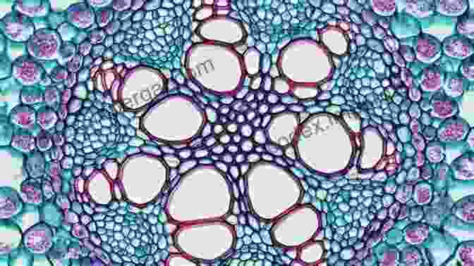 Microscopic Image Of Vascular Bundles The Plant Stem: A Microscopic Aspect