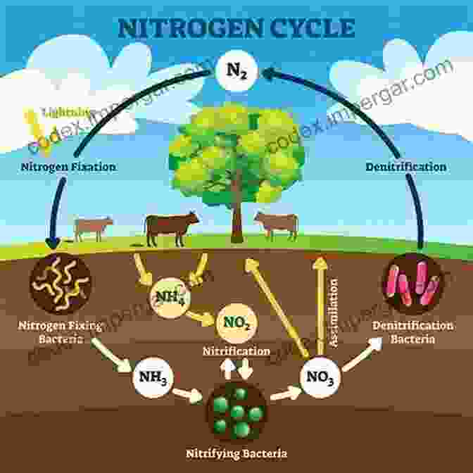 Nitrogen Fixing Capabilities Of Desmodium The Role Of Centrosema Desmodium And Stylosanthes In Improving Tropical Pastures