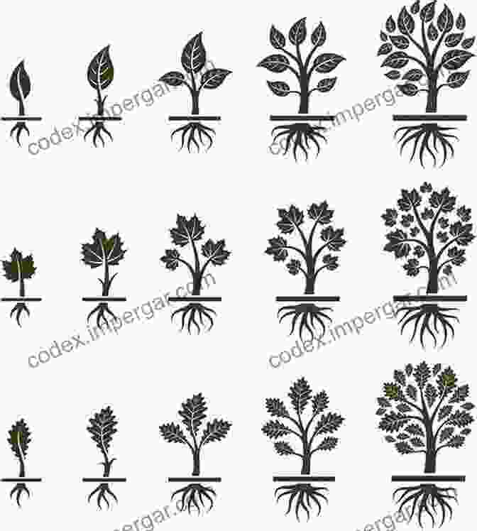 Tree Growth Model Diagram Modeling Forest Trees And Stands