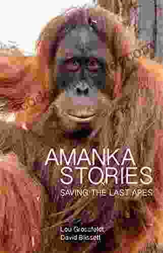 Amanka Stories: Saving The Last Apes