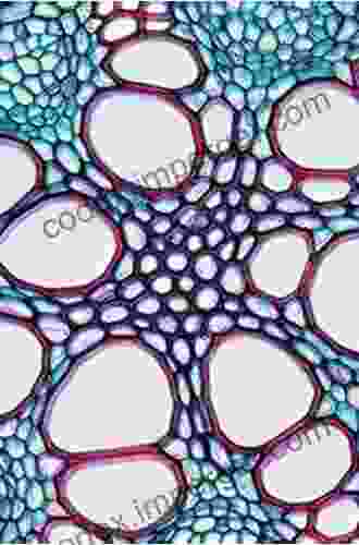 The Plant Stem: A Microscopic Aspect